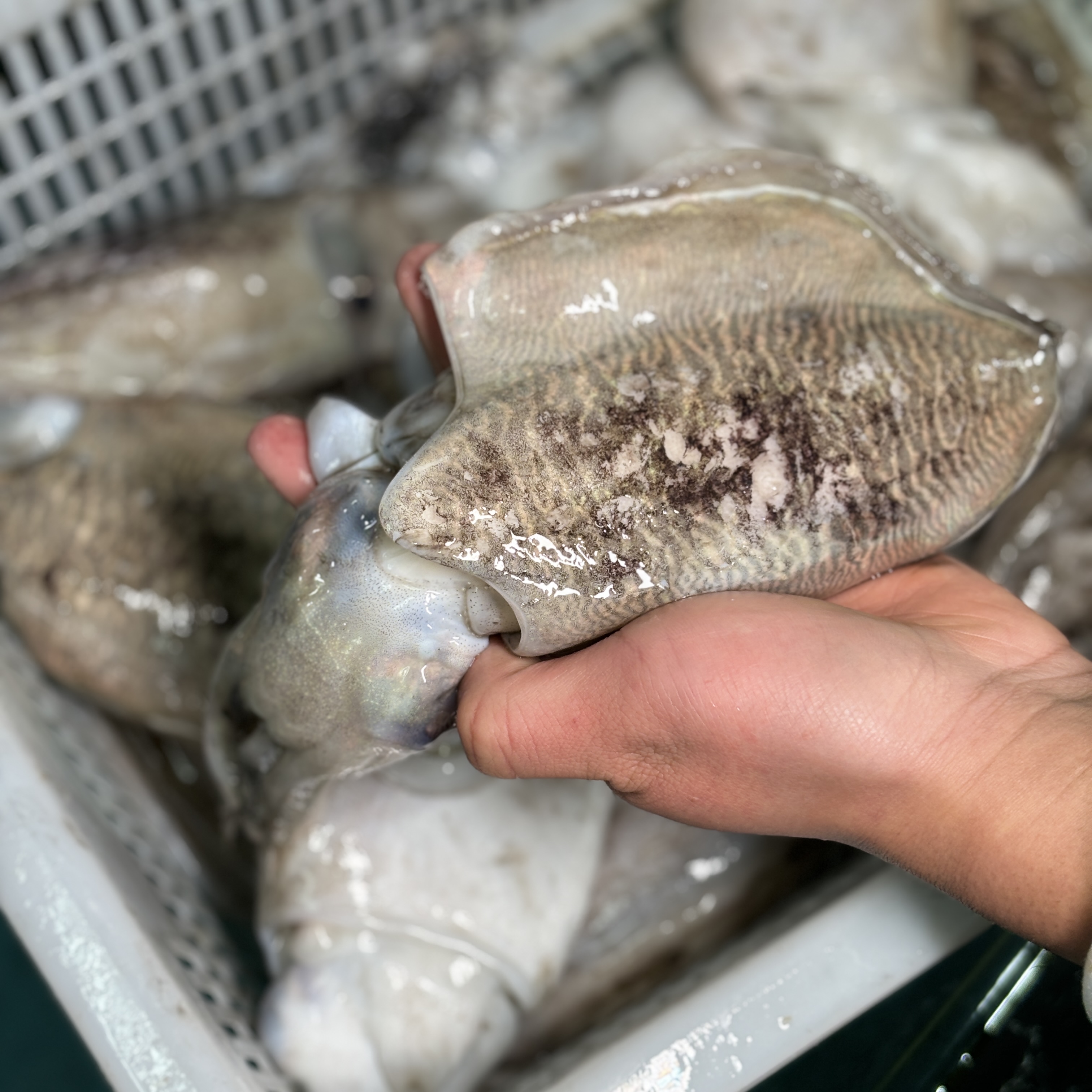 东海野生海捕墨鱼 规格任选 顺丰发货