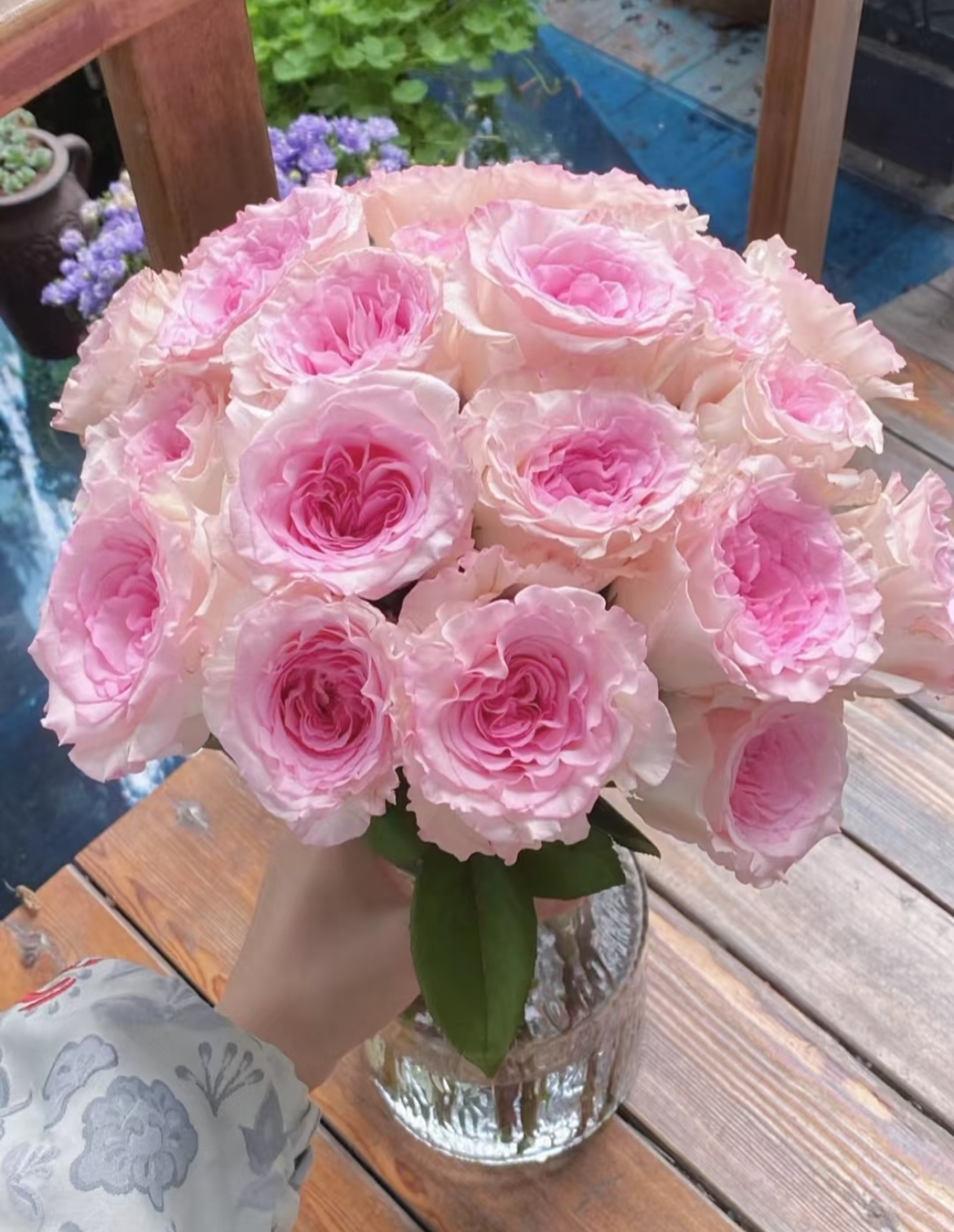 【洛神玫瑰】云南高品质鲜切花 基地直发包邮（不做垃圾花）