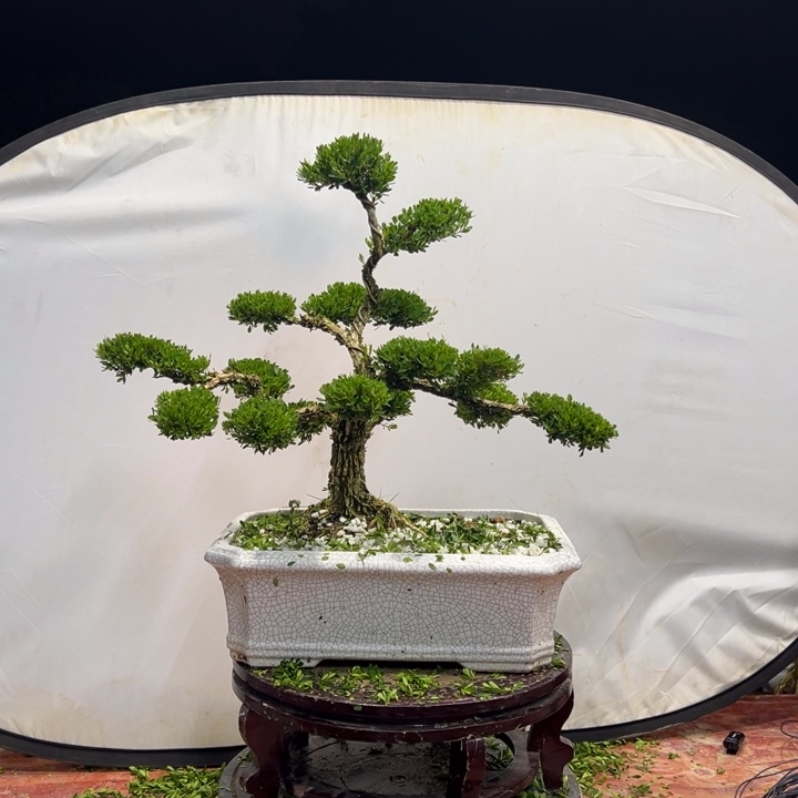 无花朵广东皱皮雀舌黄杨