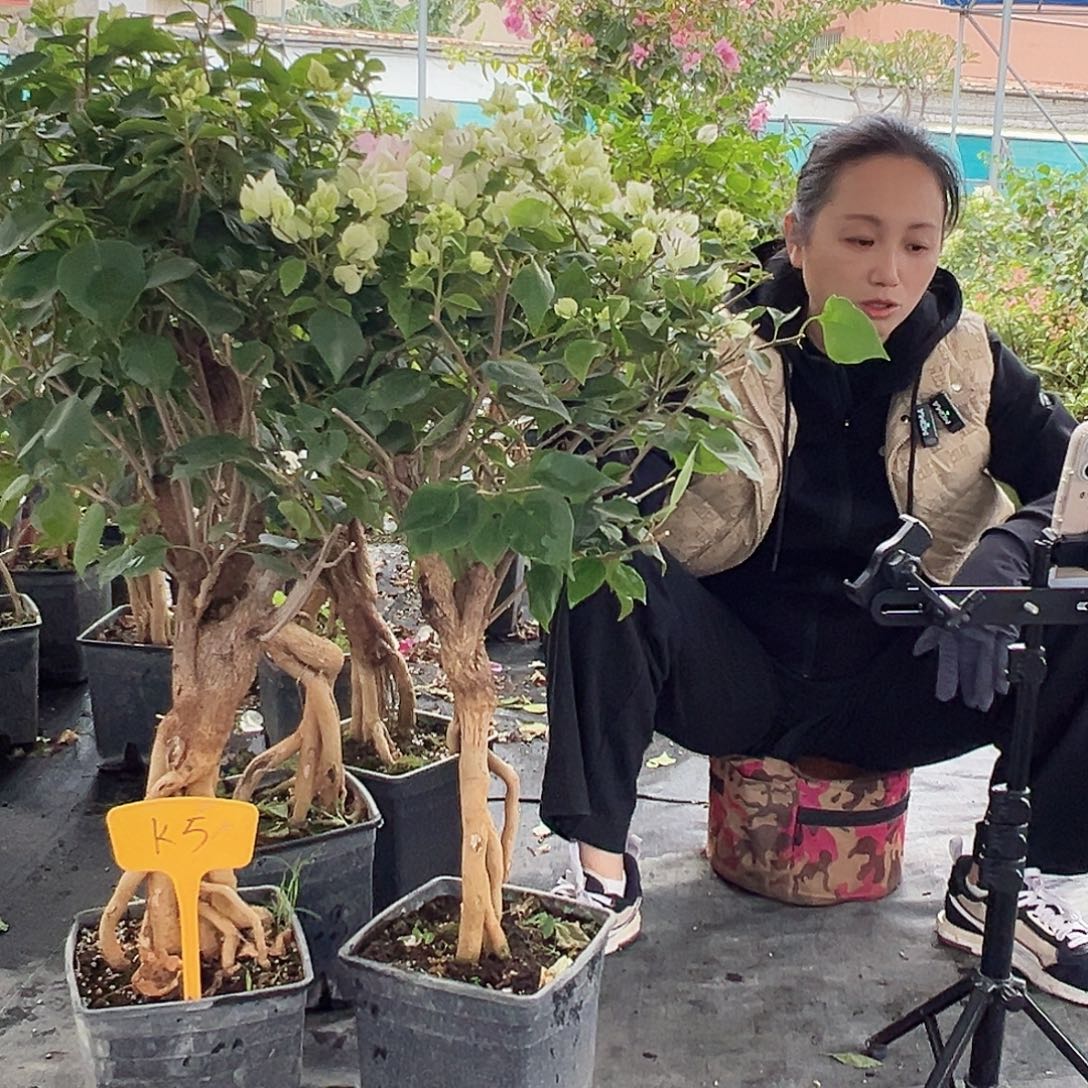 大部分花苞少量开放K5绿樱提跟一颗139