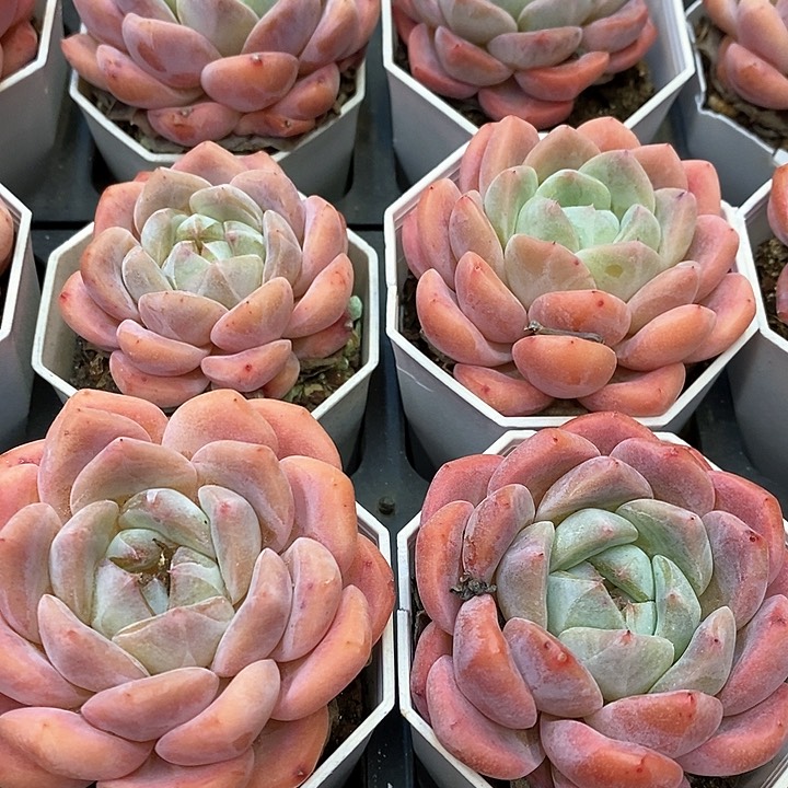 123。海棠红。单头