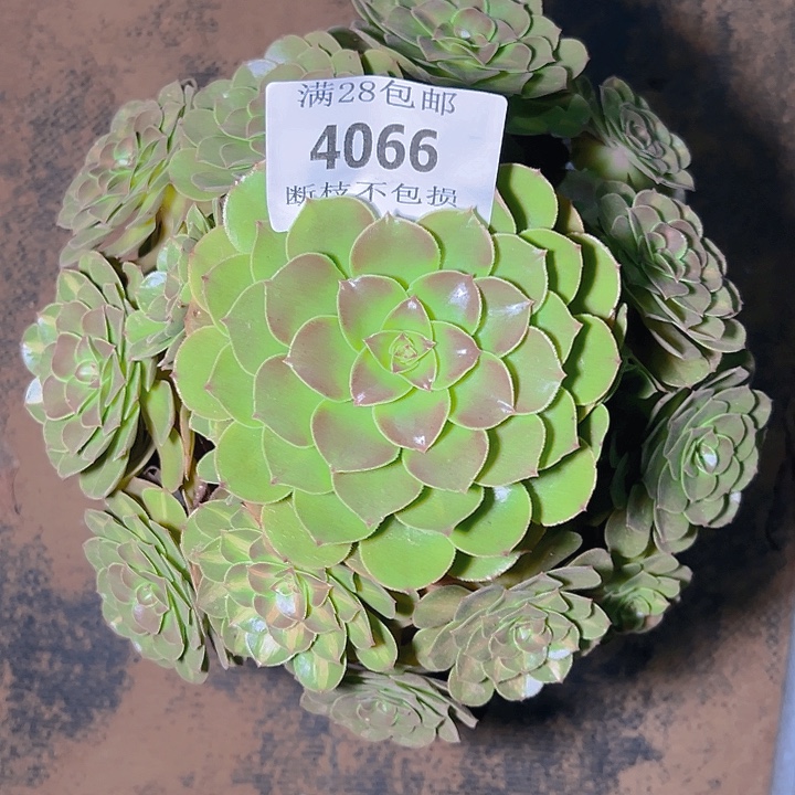 4066抹茶多肉植物