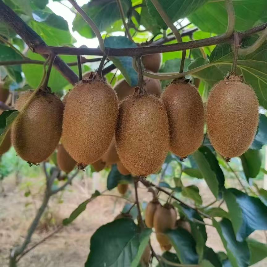 陕西秦岭周至猕猴桃头茬鲜果生态无药现摘皮薄肉厚新鲜绿心水果