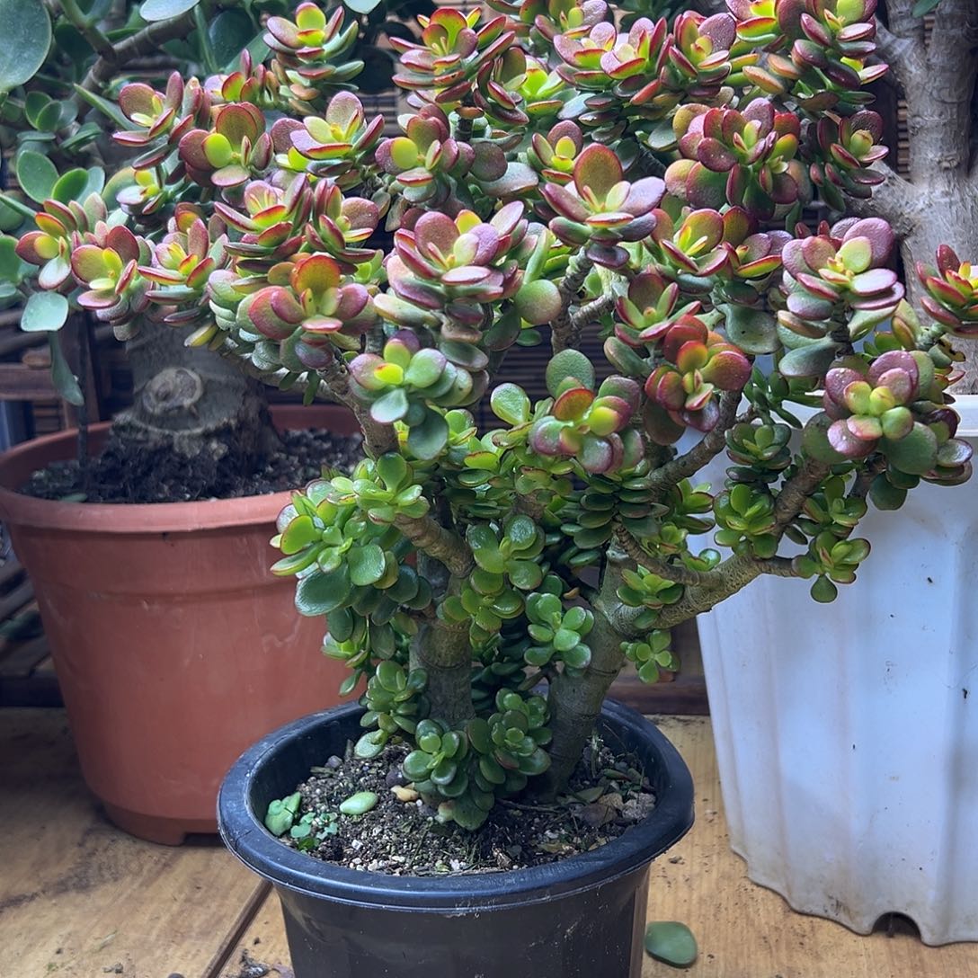 允***生完全开放老桩姬红 一物一拍