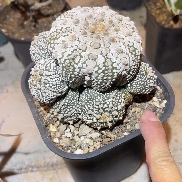 满38包邮2天凑单，脱土晾根发货多肉植物