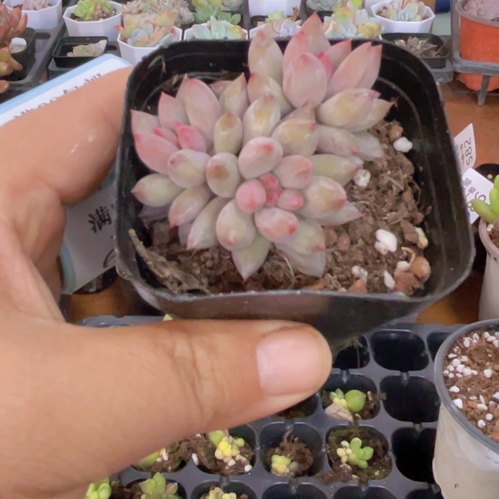 虞美人多肉植物多肉