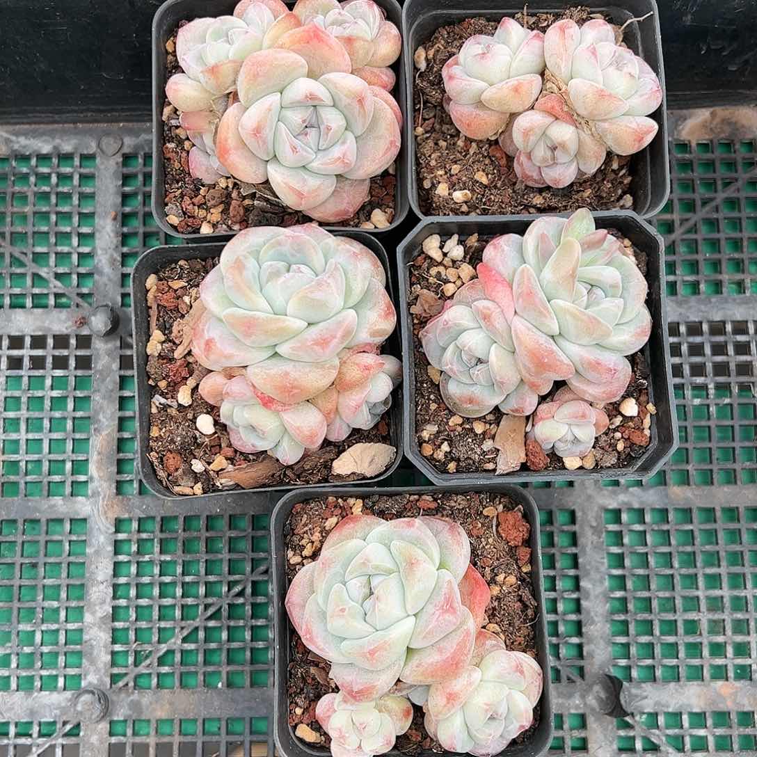 xjghvcnvbvbvnbnbjhbhhh