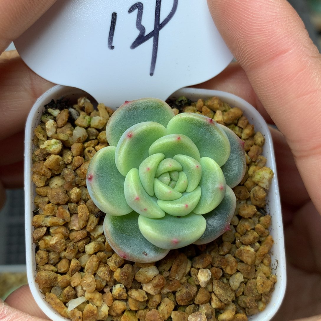 秃子甜心单头139