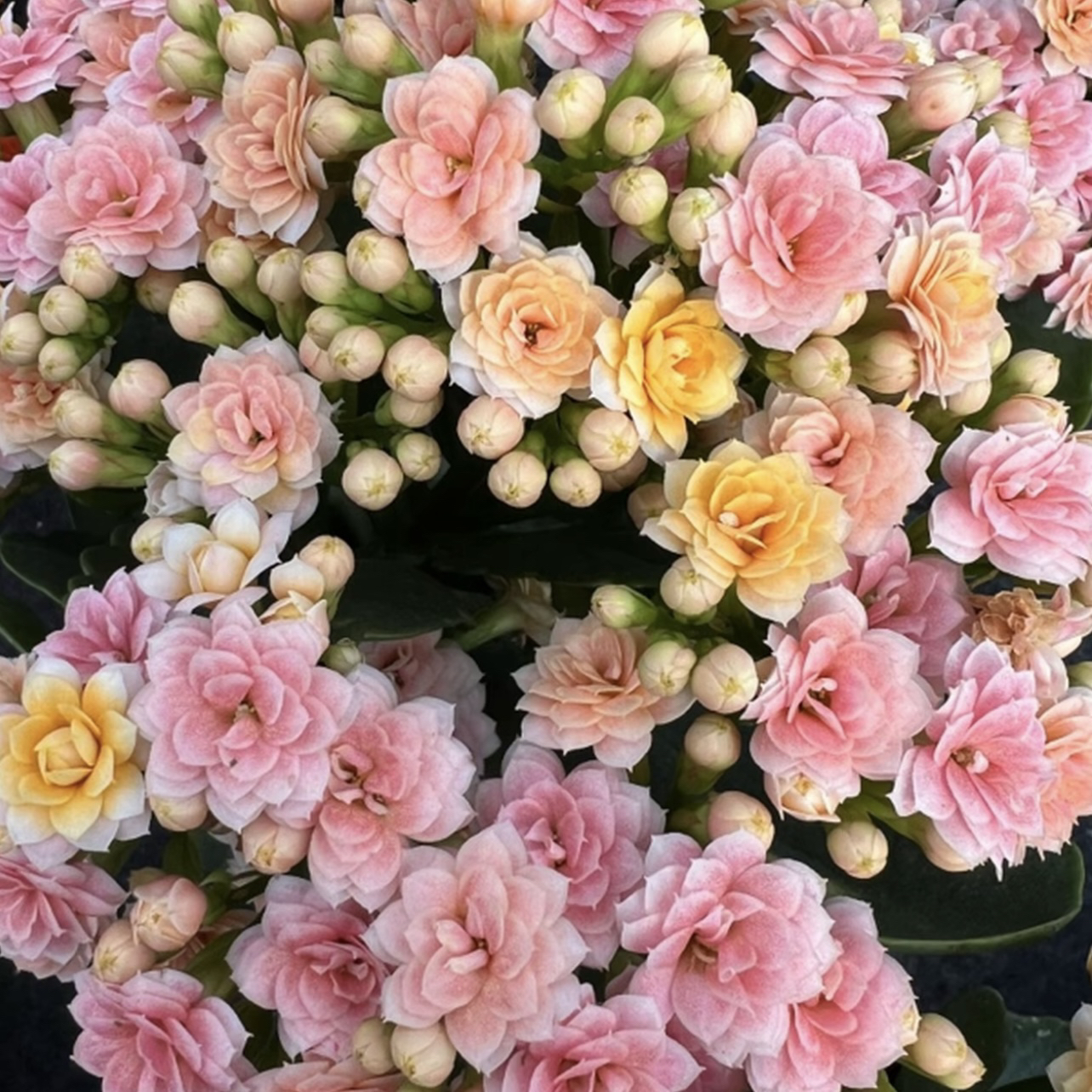 长寿花～【柠檬水果糖】