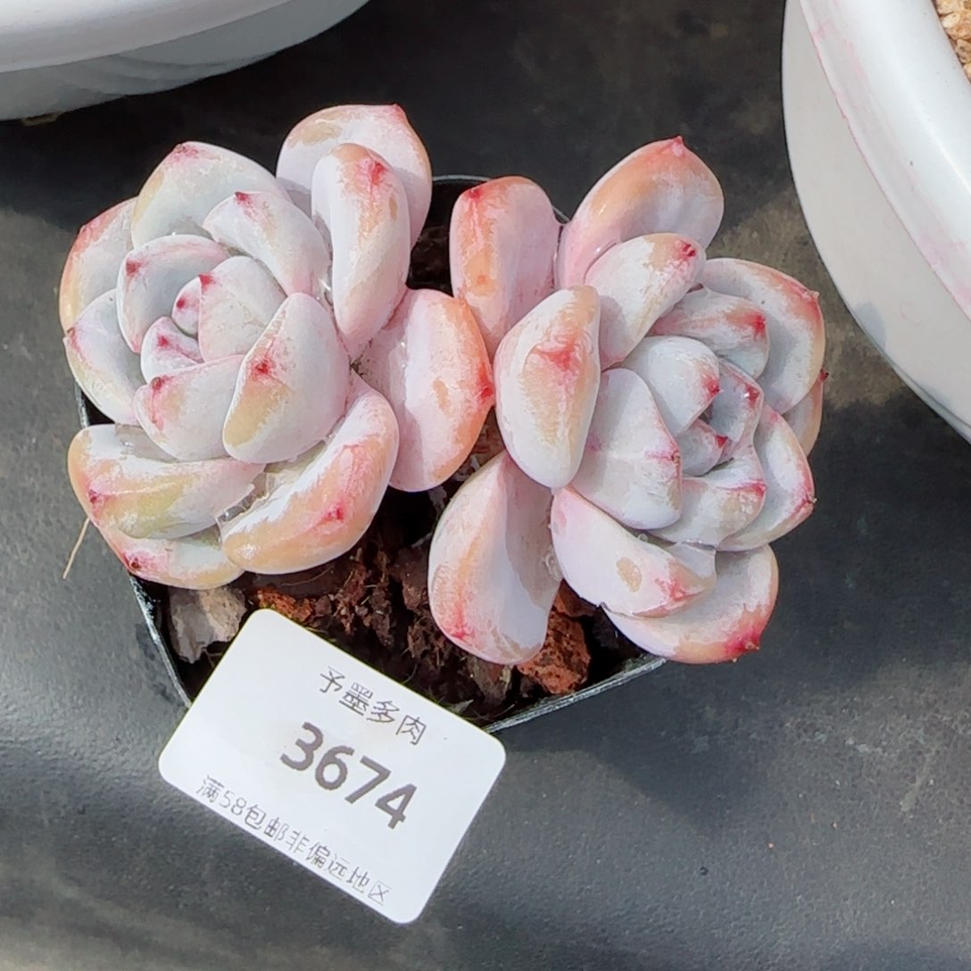 星星雪，3674多肉植物