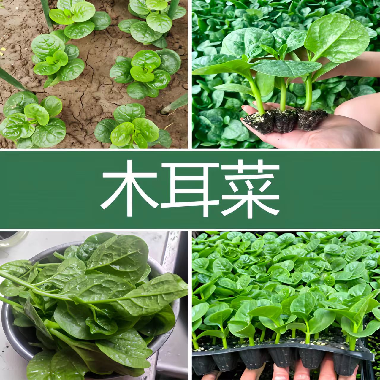木耳菜秧苗四季大叶木耳菜肉厚耐高温耐湿阳台盆栽种苗基地直发