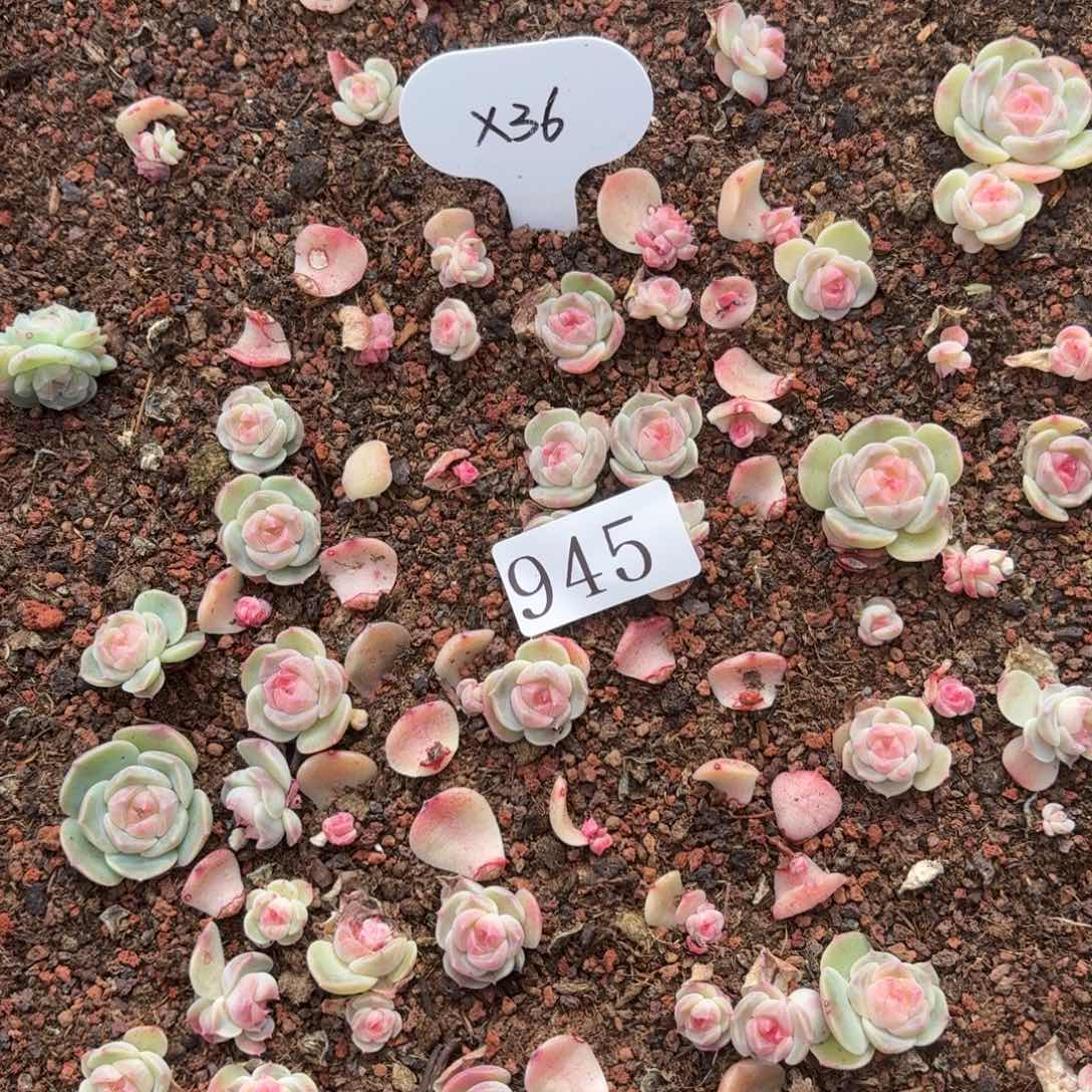 肉***肉多肉植物多肉植物945