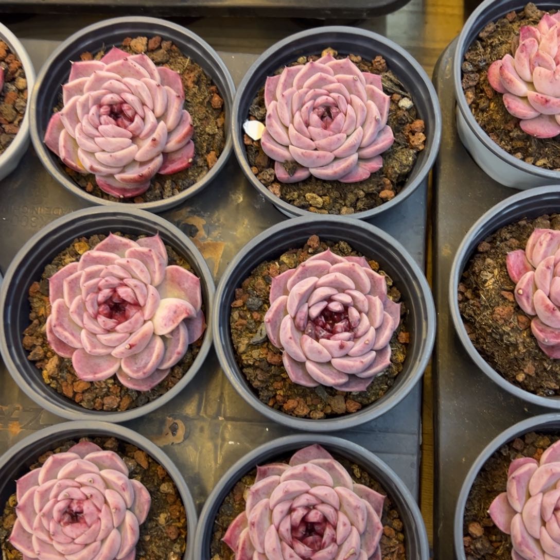 天鹅绒单头十全十美