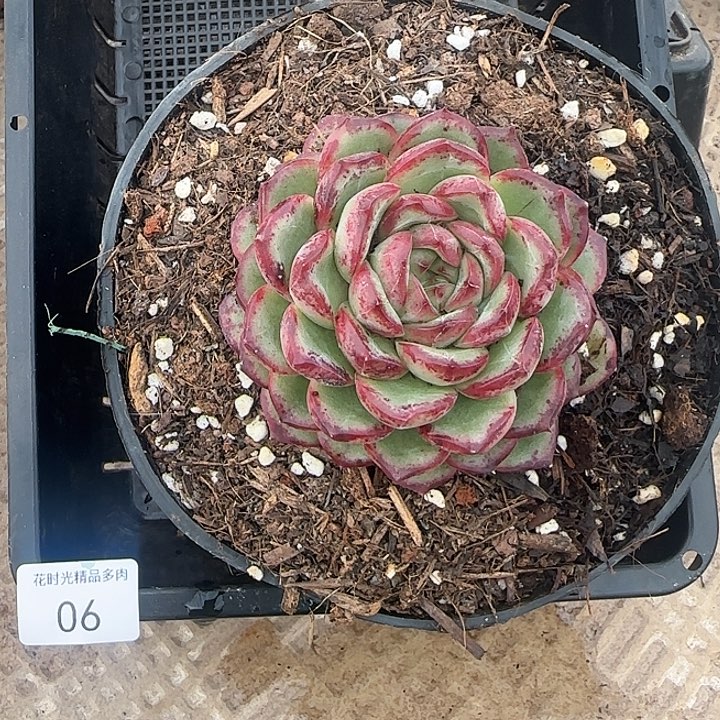 花时光精品多肉06