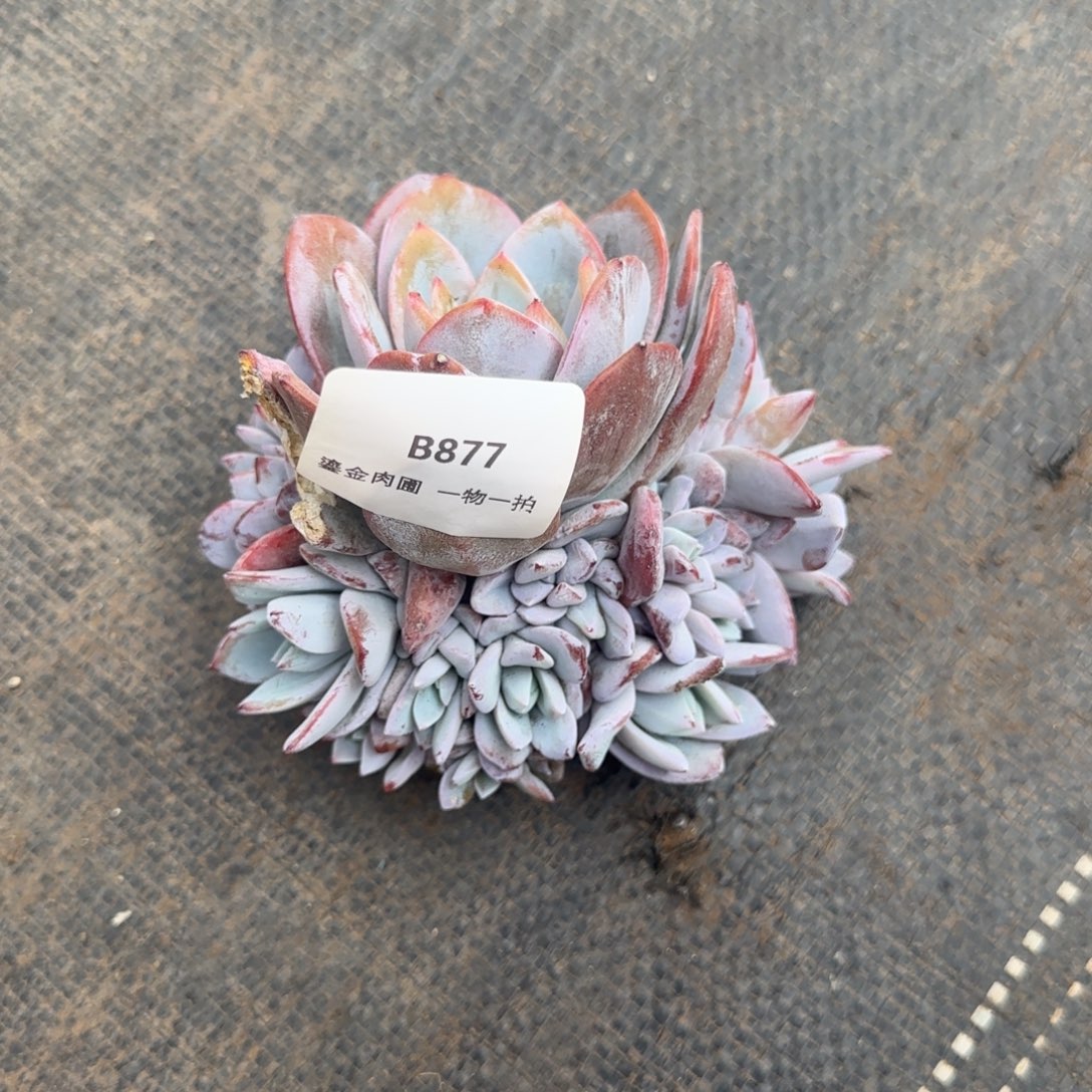 陈***男B877奶茶群生    