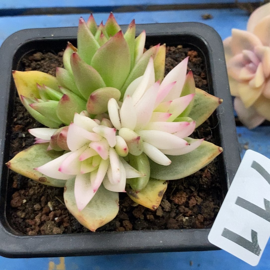 711雪白玛利亚锦多肉植物哇啦塞