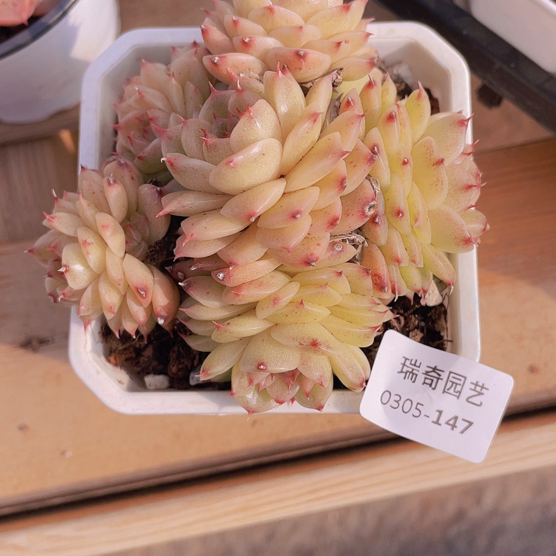 000000000147一物一拍