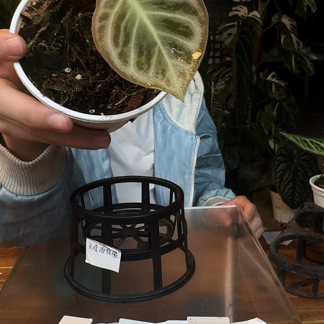 完全开放C178粉色面纱杂银色闪光