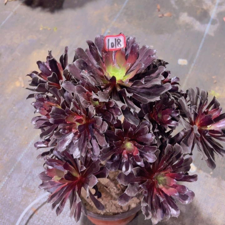 一物一拍欧紫变异1018