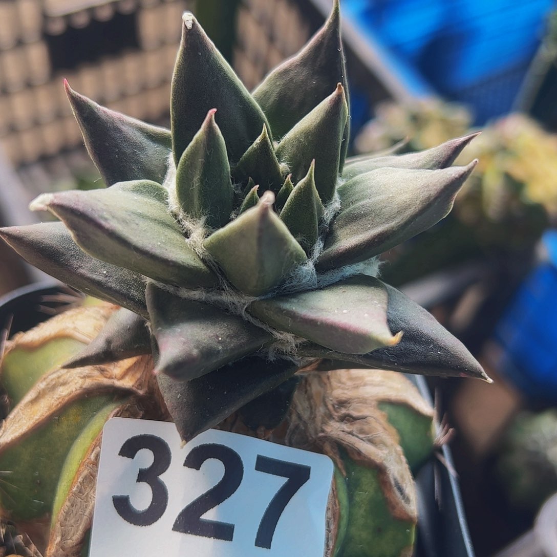 无花朵龙芽牡丹327