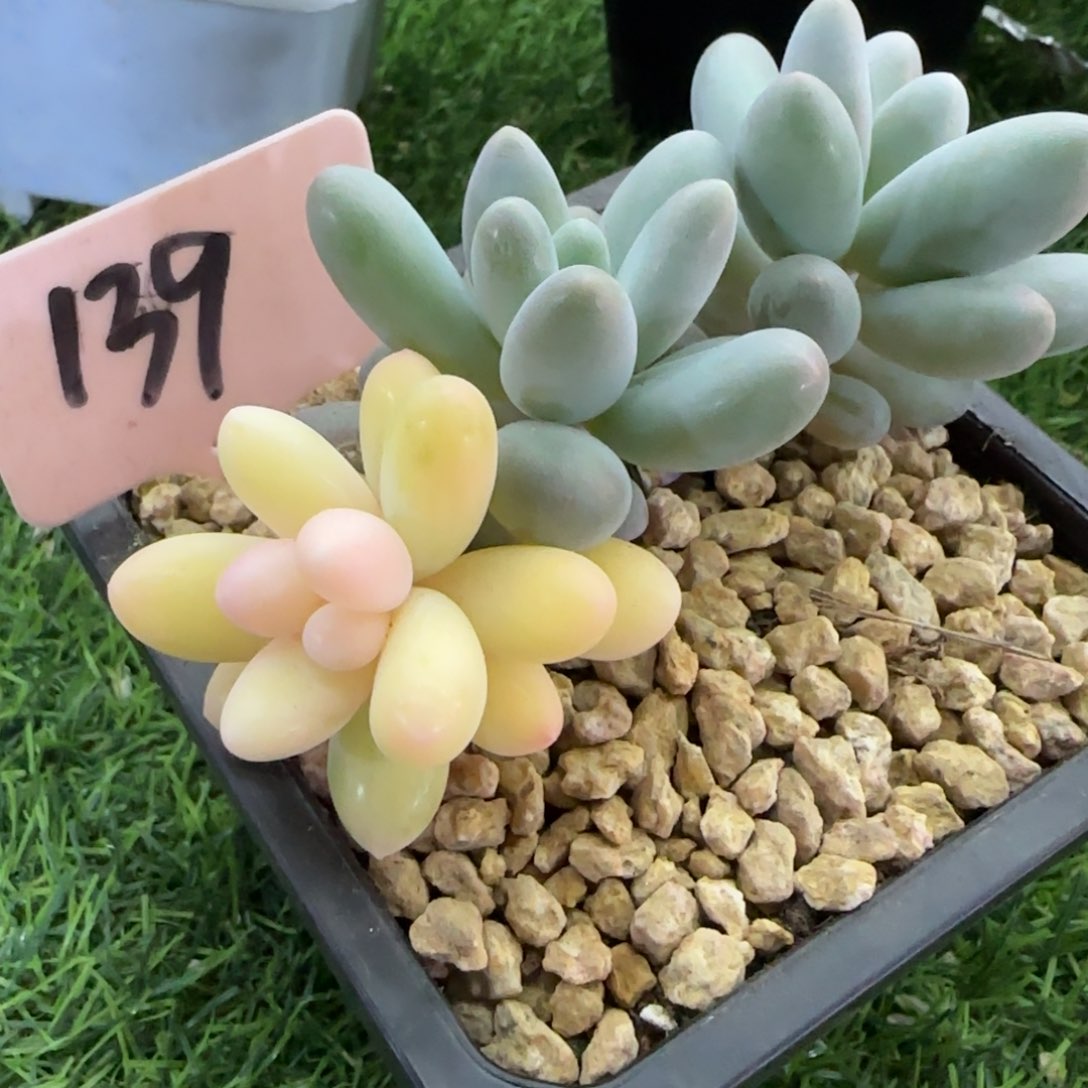 三*汤圆锦州多肉植物