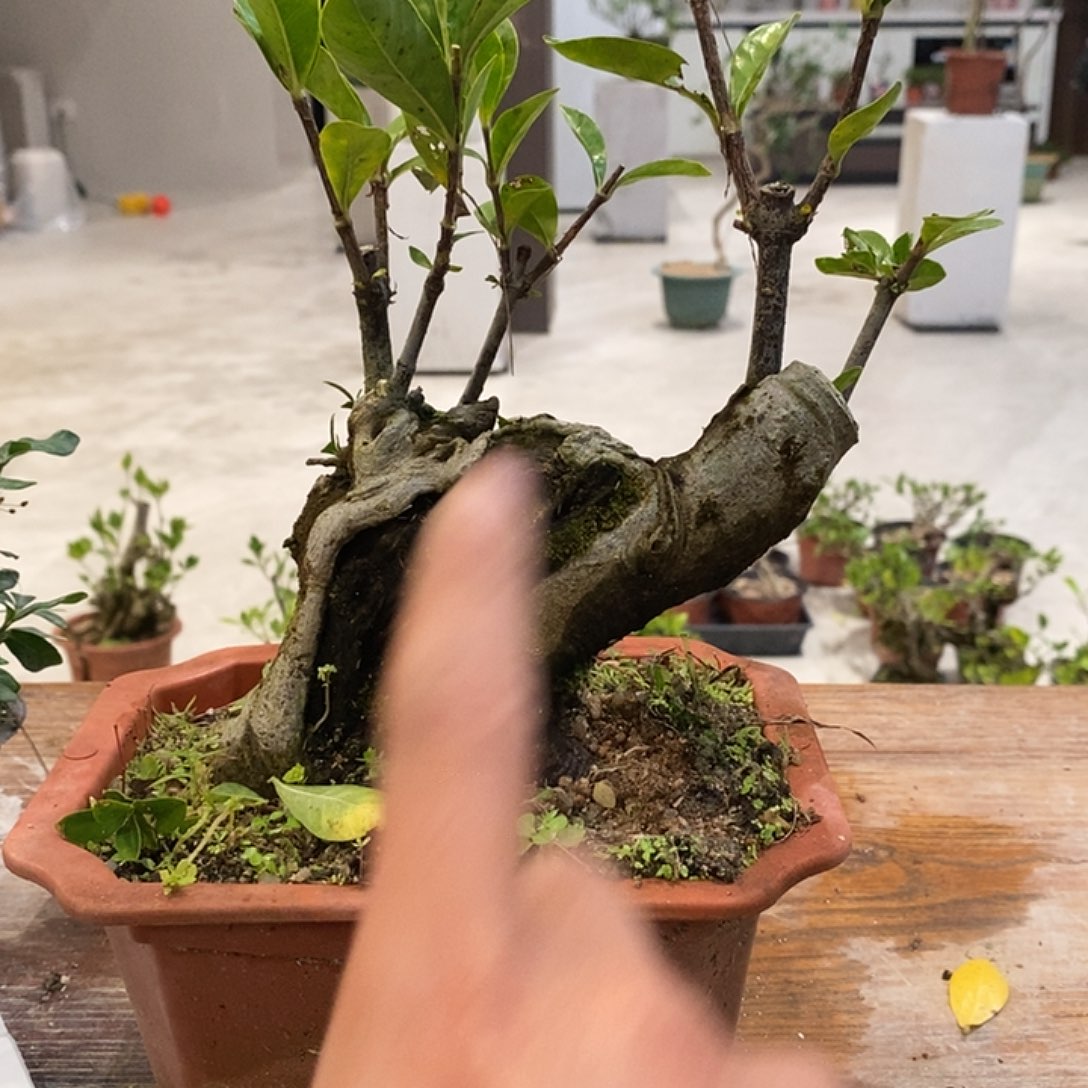 ****完全开放海岛栀子花11