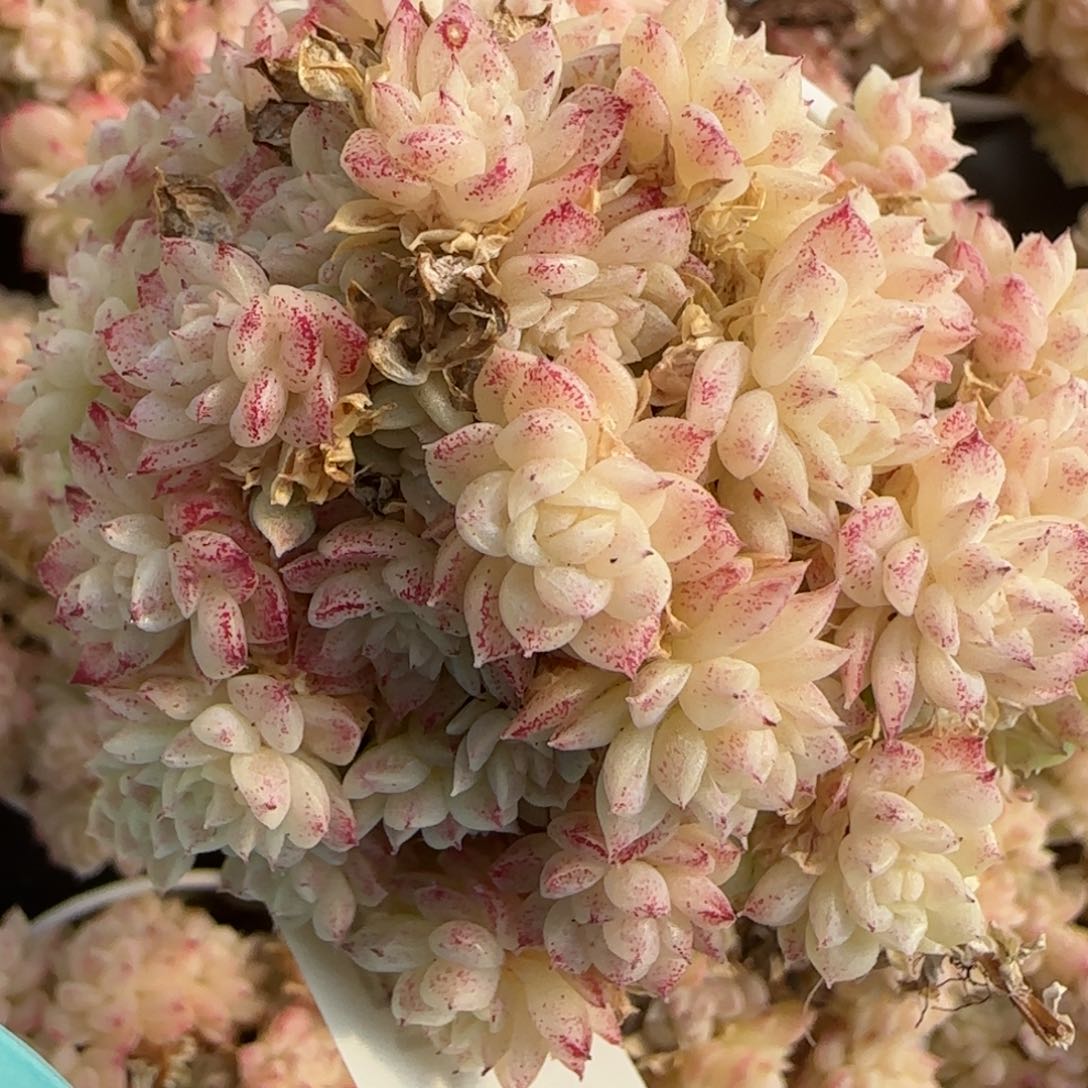 花语逸镜0212-425散