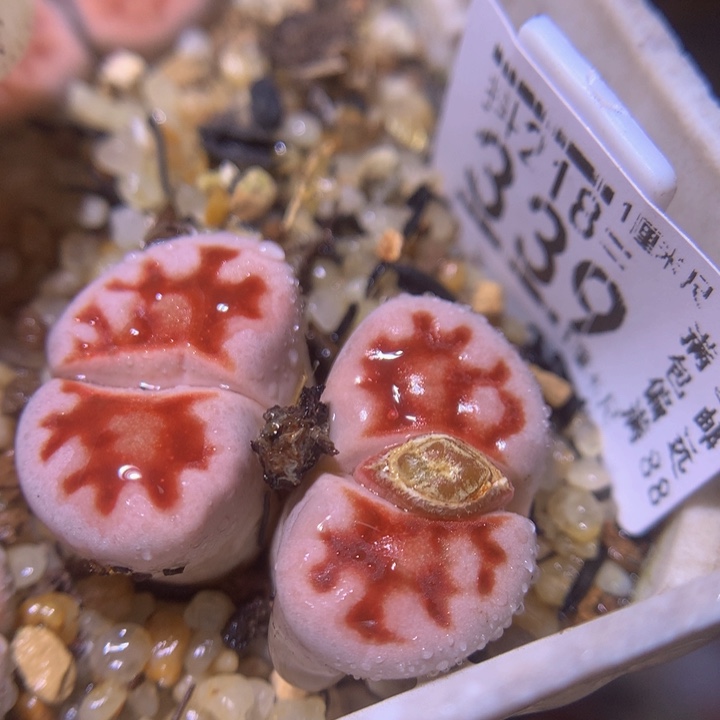 精品生石花218.339