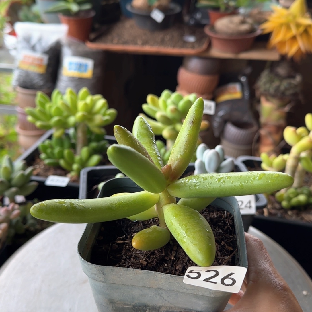 524号 一物一拍 椰子