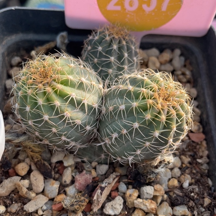 实生明石棵285700000