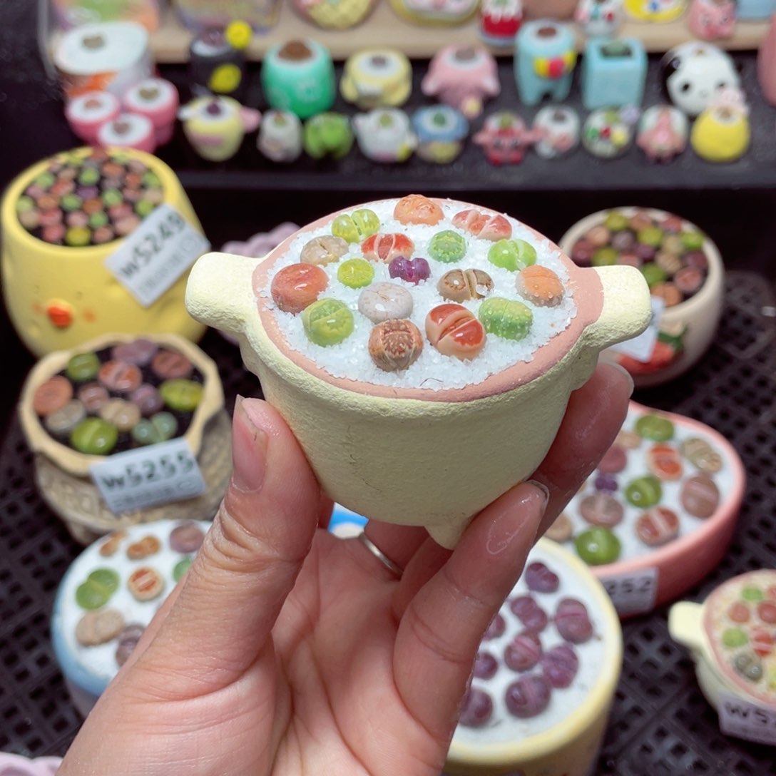 w5259 带盆土发货-零下地区拍保温箱