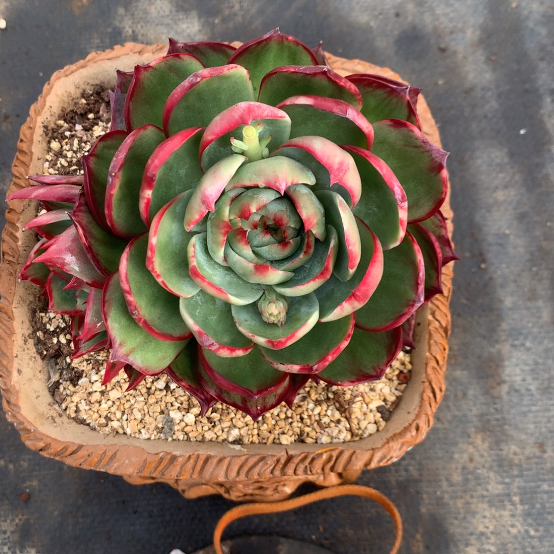 S***I3465一物一拍15厘米