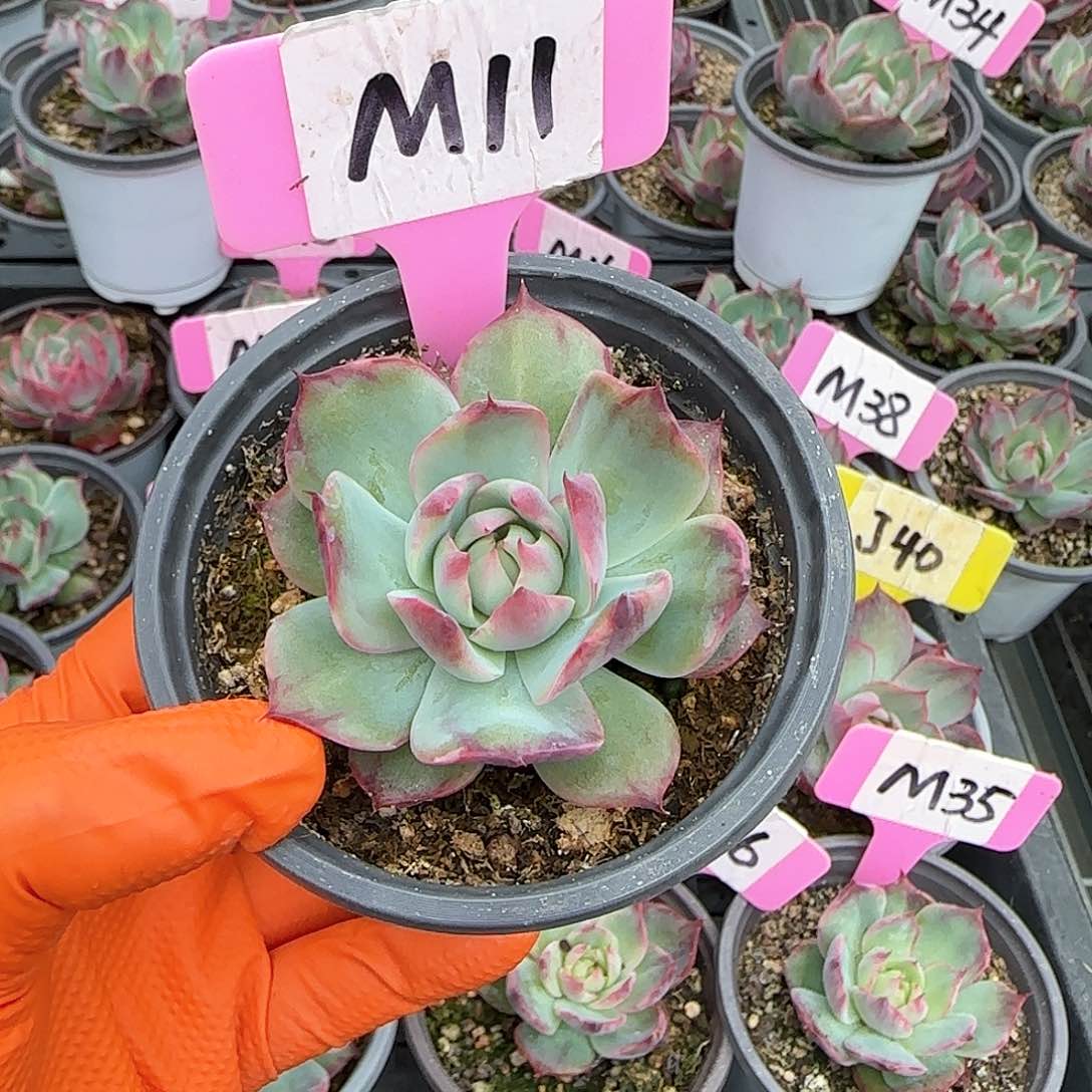 Ⅰ****）M11惊鸿单头多肉