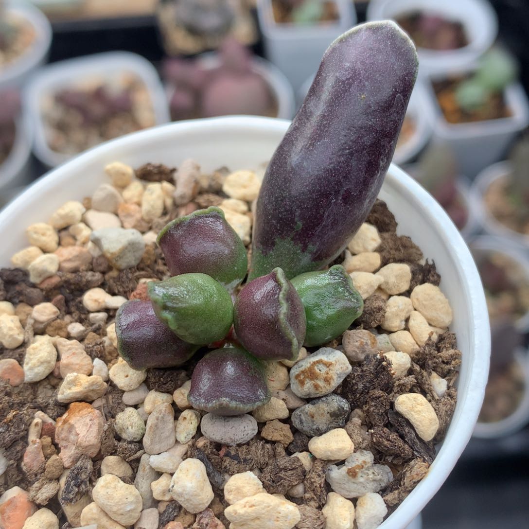 全紫海豹 多肉植物水泡