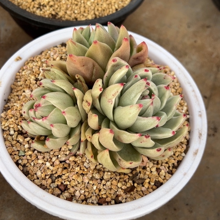 圣路易斯 锦 阿松多肉