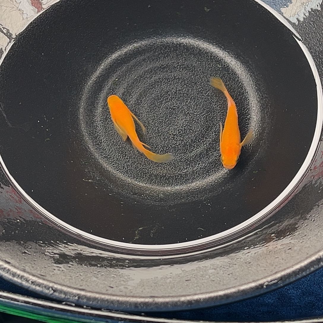 青鳉鱼松井长鳍贵妃2条品相自观