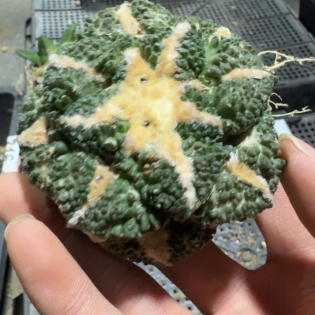 773号仙人球萝卜根