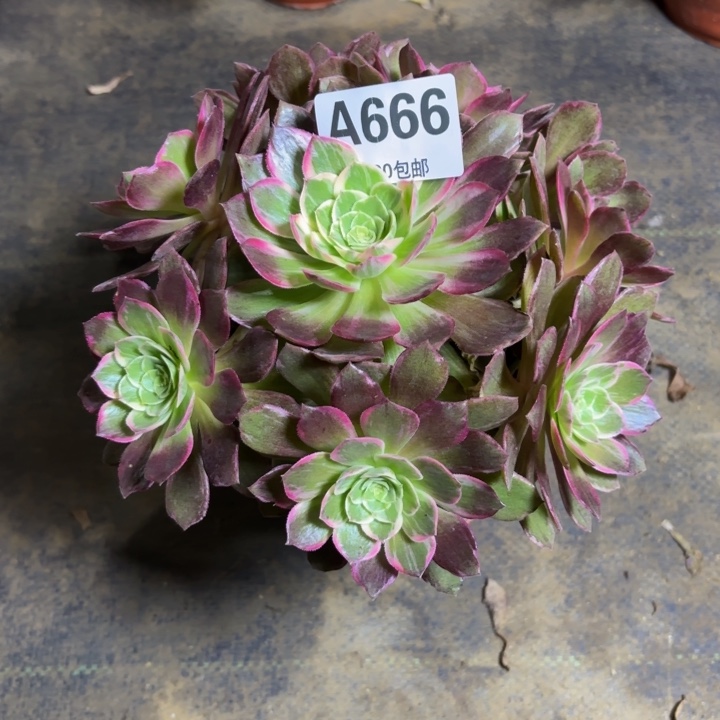 瑞妈，，。。。。。666万花筒，