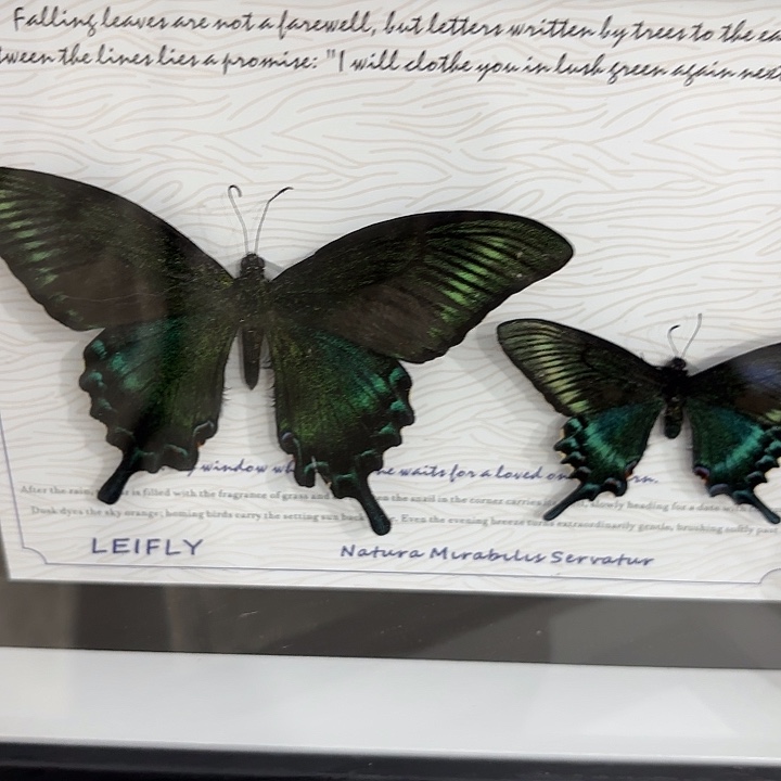 蝴蝶标本定制版144