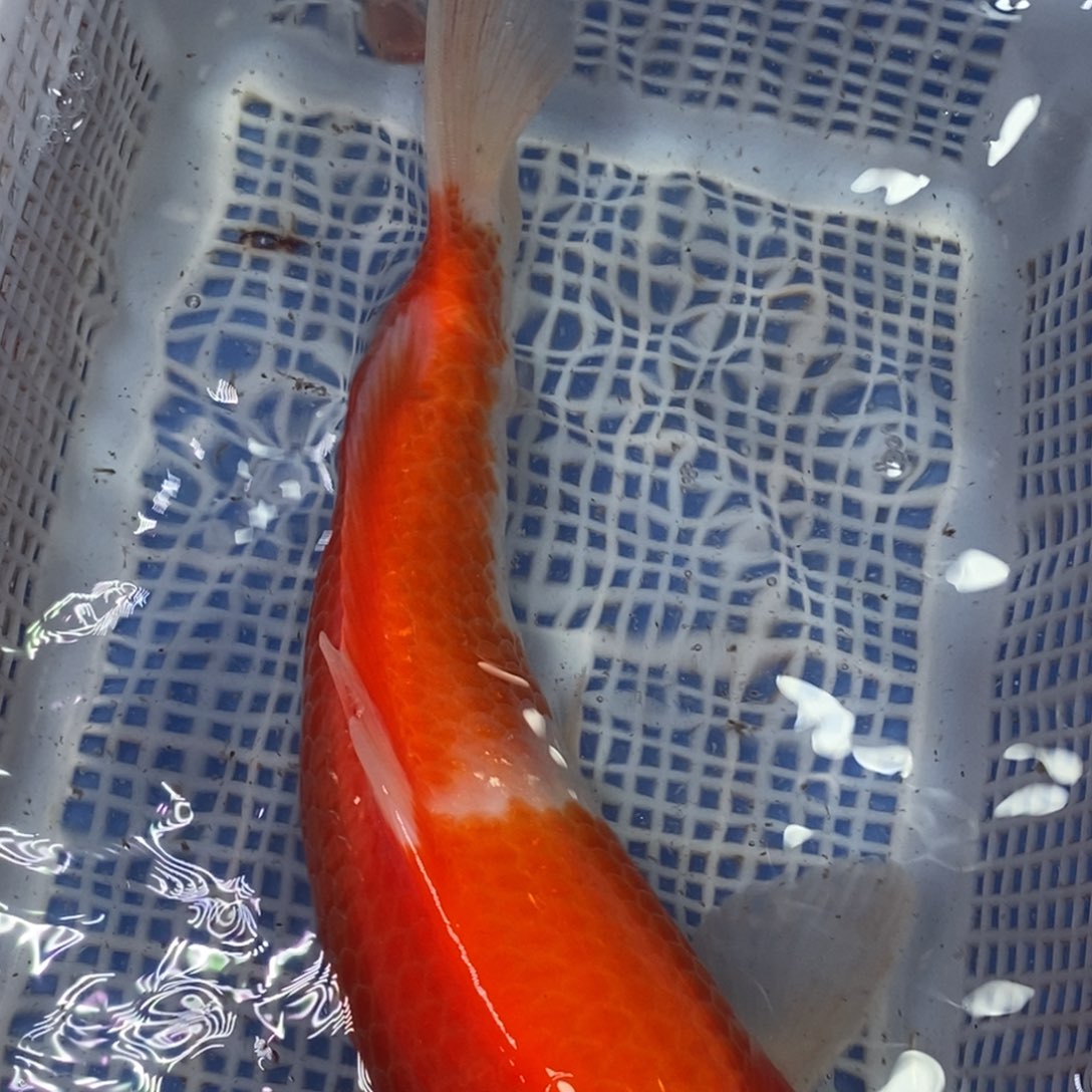 海水鱼冷水锦鲤包邮