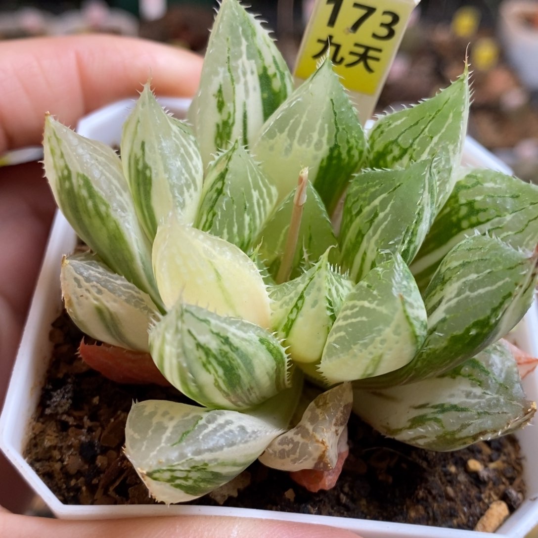 173号宝莲灯锦带盆