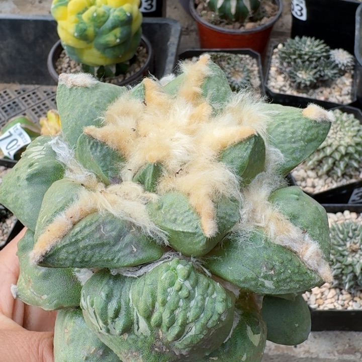 193十四公分苗接大怒涛