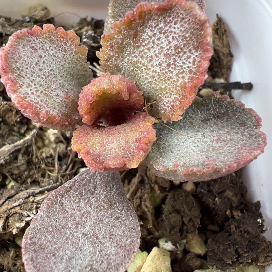 小贝壳水泡多肉植物水泡