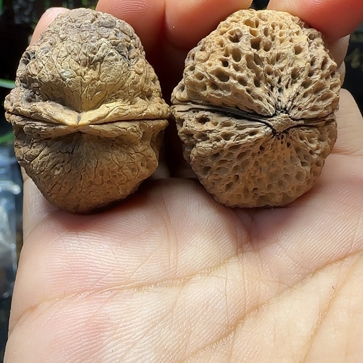 文玩核桃吊坠36虎头蟾