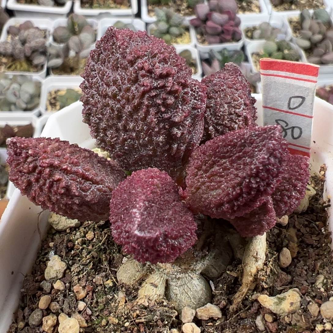 纯木质桩紫色系颗粒款实生新品