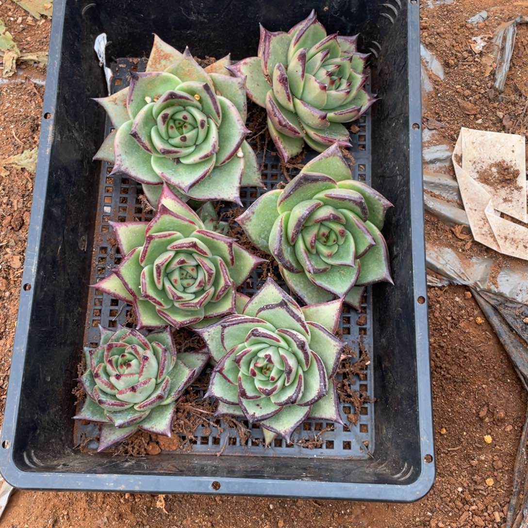 无花朵若如东云单拍D494