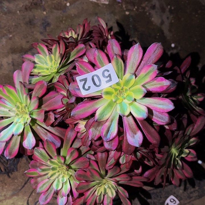 502舞天姬多肉植物