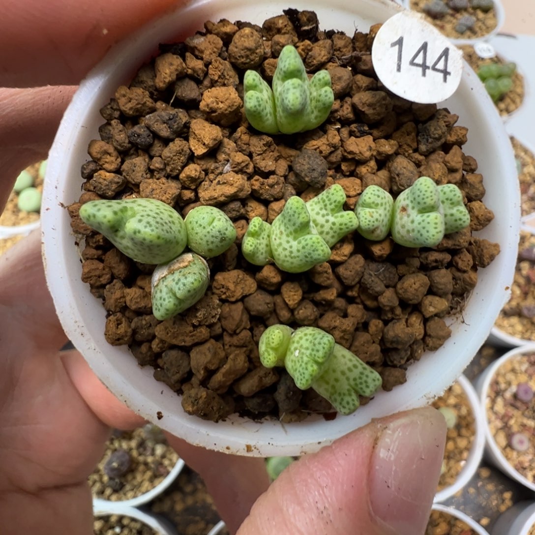 鹿角斑马三头一颗脱土144000