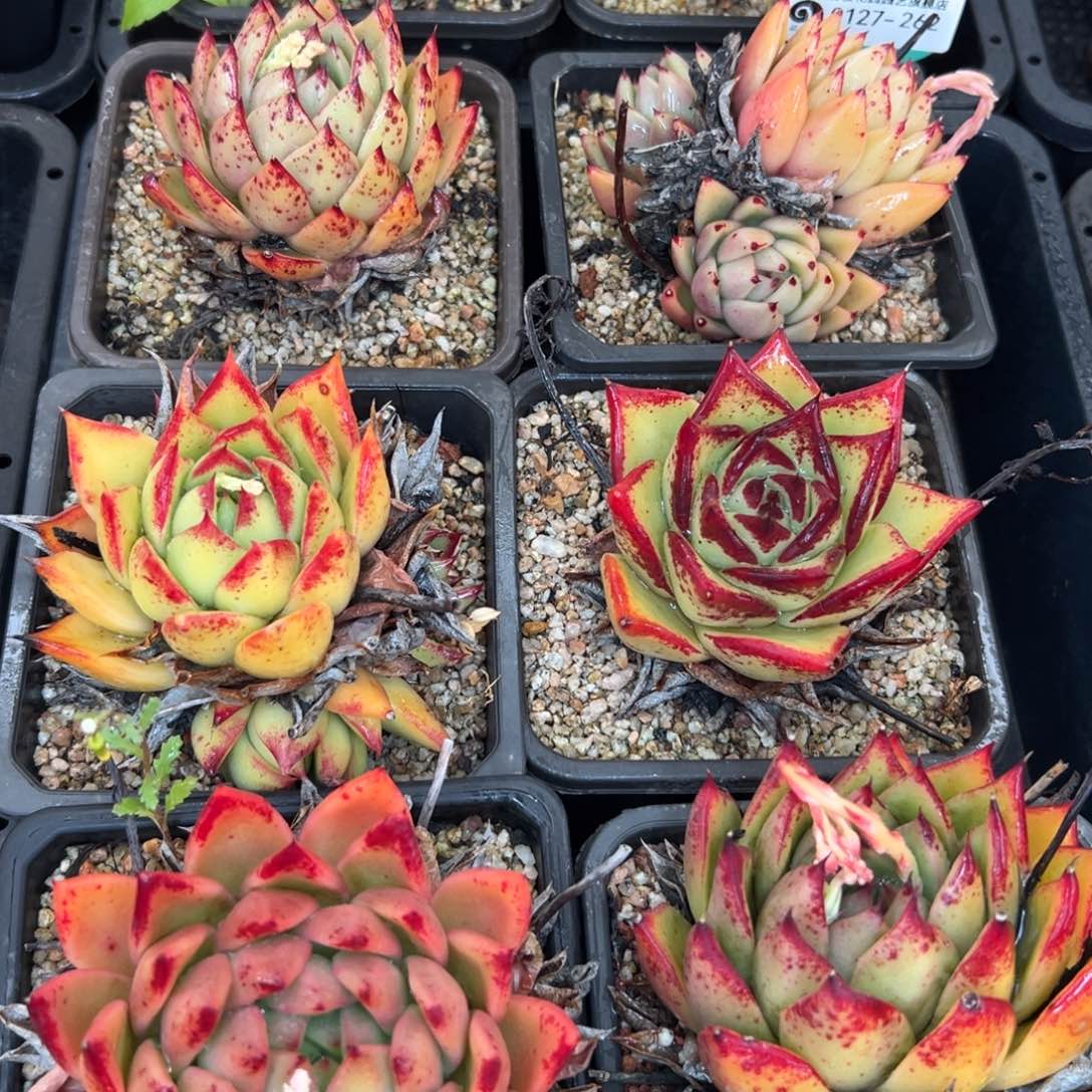 多肉一物一拍0127-262