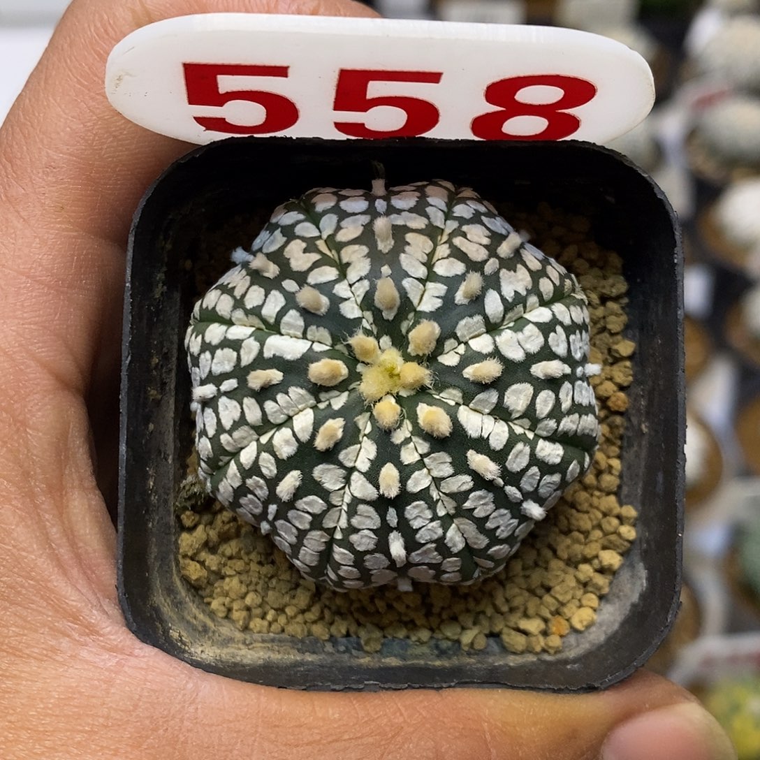 558超兜福利特价啦